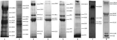 Comparative Analysis of Tear Composition in Humans, Domestic Mammals, Reptiles, and Birds